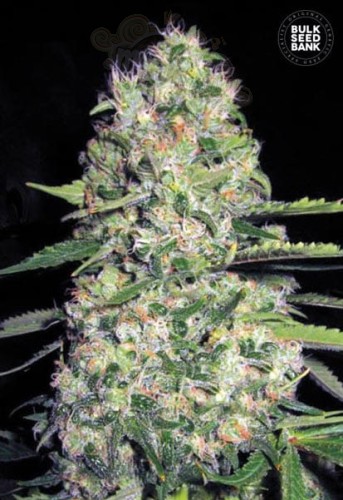 BULK SEED BANK - Auto Jack Hair