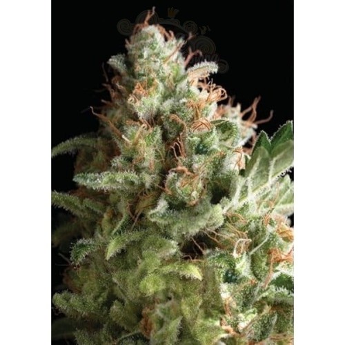 PYRAMID SEEDS - Auto American Pie