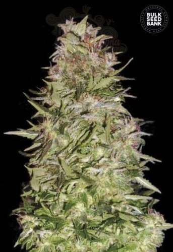 BULK SEED BANK - Auto White Prussian