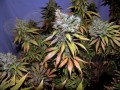 N.Y.C Diesel