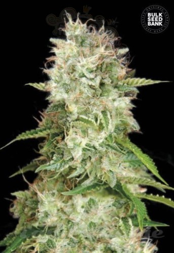 BULK SEED BANK - Auto Cheese