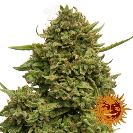 BARNEY’S FARM - Pineapple Chunk