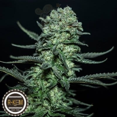 R-KIEM SEEDS - Muse