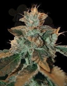 DNA GENETICS - Cataract Kush