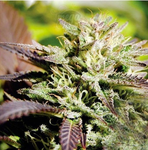 DELICIOUS SEEDS - Caramelo F1 Rapid