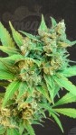 KANNABIA SEED - Thai Fantasy Auto