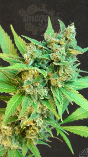 KANNABIA SEED - Thai Fantasy Auto