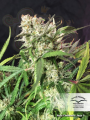 DUTCH PASSION - Auto Cinderella Jack®