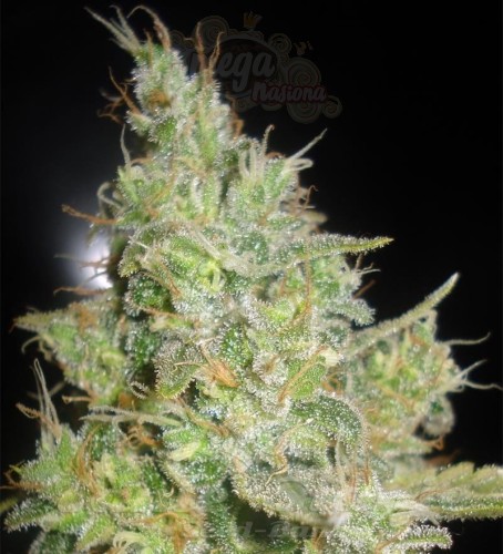 DELICOUS SEEDS - Critical Kali Mist