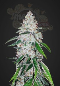 FASTBUDS - West Coast OG Auto