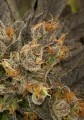 DINAFEM - Blue Kush