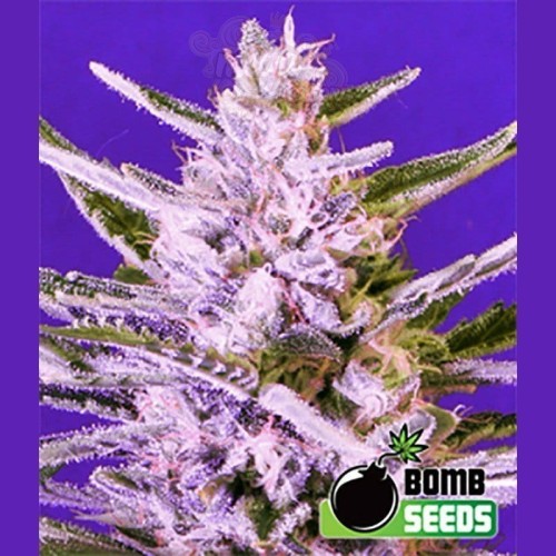 BOMB SEEDS - Ice Bomb