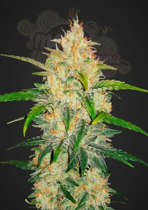 FASTBUDS - Zkittlez Auto