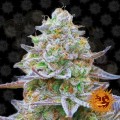 BARNEY'S FARM - Gorilla Zkittlez