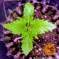 BARNEY'S FARM - Tangerine Dream Auto