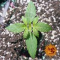 BARNEY'S FARM - Tangerine Dream Auto
