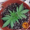 BARNEY'S FARM - Tangerine Dream Auto