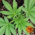 BARNEY'S FARM - Tangerine Dream Auto
