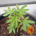 BARNEY'S FARM - Tangerine Dream Auto