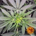 BARNEY'S FARM - Tangerine Dream Auto