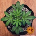 BARNEY'S FARM - Tangerine Dream Auto