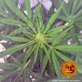 BARNEY'S FARM - Tangerine Dream Auto