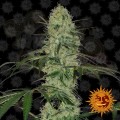 BARNEY'S FARM - Tangerine Dream Auto