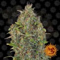 BARNEY'S FARM - Critical Kush Auto
