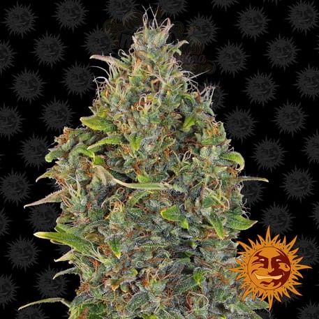 BARNEY'S FARM - Critical Kush Auto