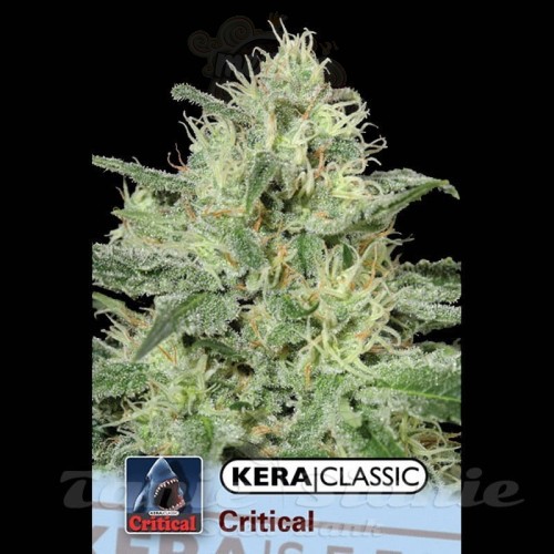 KERA SEEDS - Critical