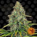 Barney’s Farm - Blueberry Cheese Auto