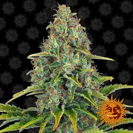Barney’s Farm - Blueberry Cheese Auto