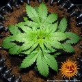 Barney’s Farm - Blueberry Cheese Auto