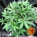 Barney’s Farm - Blueberry Cheese Auto