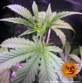 Barney’s Farm - Blueberry Cheese Auto