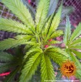 Barney’s Farm - Blueberry Cheese Auto
