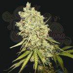 BIOHAZARD SEEDS - Somanta