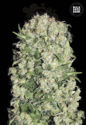 BULK SEED BANK - White Prussian
