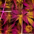 Barney’s Farm - Blueberry Cheese Auto