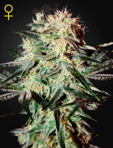 GREEN HOUSE SEEDS - Arjan's Strawberry Haze