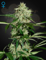 GREEN HOUSE SEEDS - Northern Light Auto