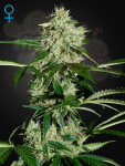GREEN HOUSE SEEDS - Northern Light Auto