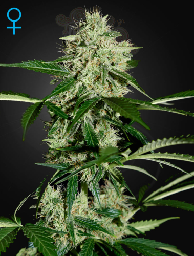 GREEN HOUSE SEEDS - Northern Light Auto