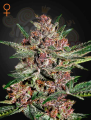 GREEN HOUSE SEEDS - Bubba Kush