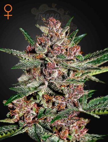 GREEN HOUSE SEEDS - Bubba Kush