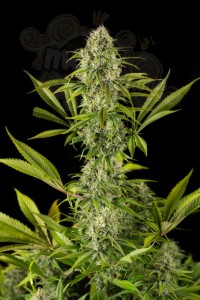 DINAFEM - Royale Haze