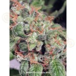 MINISTRY OF CANNABIS - Royalmatic Auto