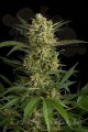 DINAFEM - Original Amnesia Autoflowering