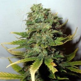 NIRVANA - Super Skunk