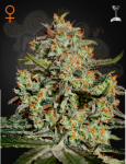 GREEN HOUSE SEEDS - Big Bang